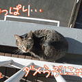091208-【猫アニメ】チビらぶ、ベランダパトロール研修ちぅにゃ！