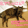 091216-【猫アニメ】珍獣にゃ！？