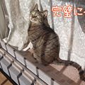 100206-【猫アニメ】ぽかぽかお日様にゃ！