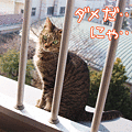 100223-【猫アニメ】きょうのベランダパトロールにゃ！