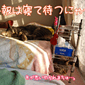 100501-【猫アニメ】ミト、オープンにゃ！
