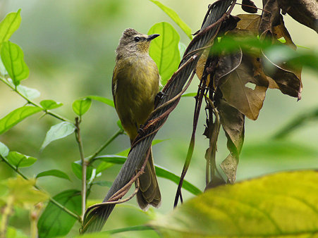 カオジロヒヨドリ(Flavescent Bulbul) P1000289_R
