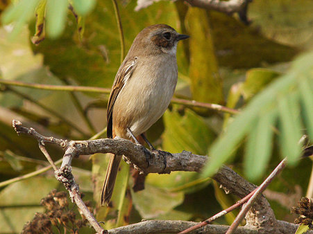 ヤマザキヒタキ(Grey Bushchat) P1140953_R