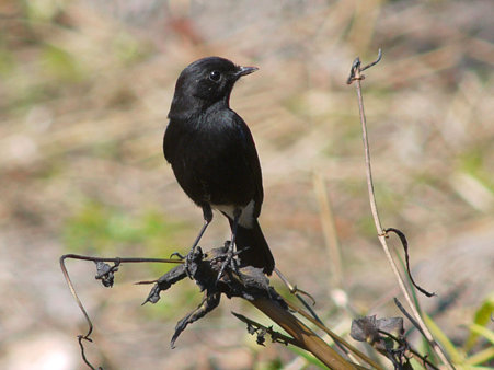クロノビタキ(Pied Bushchat) P1010461_R