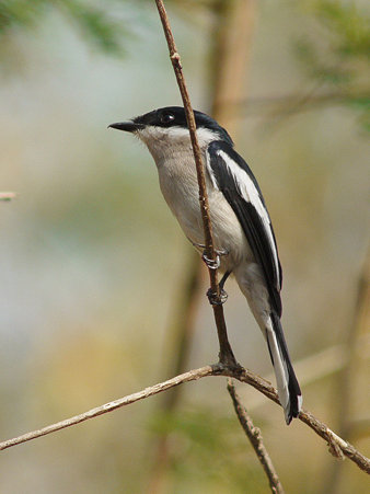 ヒタキサンショウクイ(Bar-winged Flycatcher-shrike) P1020866_R
