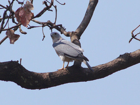 タカサゴダカ(Shikra) P1040248_R
