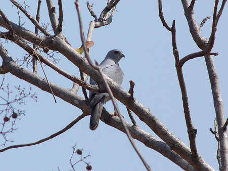 タカサゴダカ(Shikra) P1040254_R