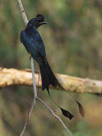 カザリオウチュウ(Greater Racket-tailed Drongo) P1030855_R