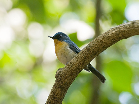 ミヤマヒメアオヒタキ(Hill Blue Flycatcher) IMGP107699_R