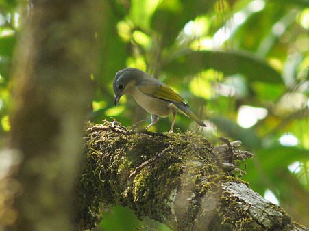 アカバネモズチメドリ(White-browed Shrike-babbler) P1060674_R2
