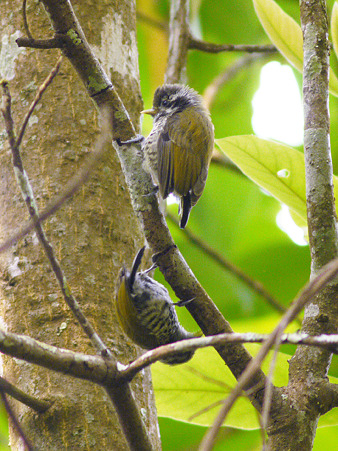 アジアヒメキツツキ(Speckled Piculet) P1070287_R