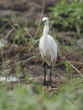 コサギ(Little Egret) O1001026_R