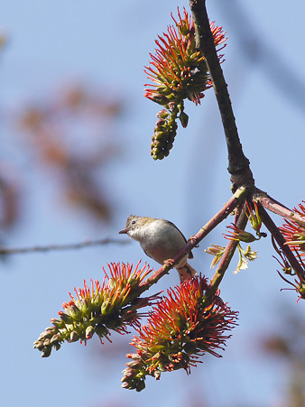 クリミミチメドリ(Striated Yuhina) P1230906_R