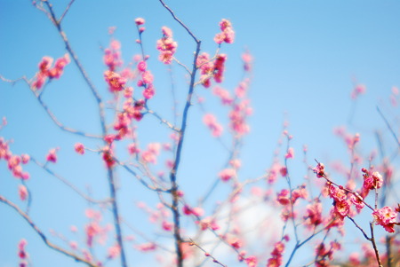 Most of the plum flower petals.