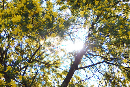 Sunlight through the yellow trees.