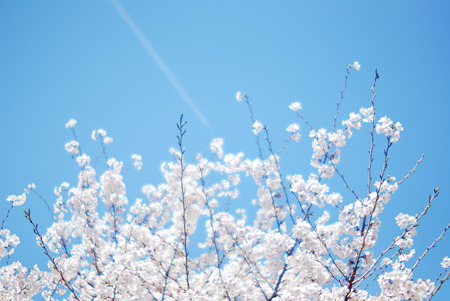 What plane is that the cherry blossoms can be seen this.
