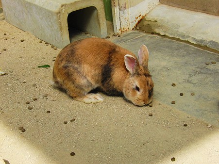 <b>福岡市動物園</b>で撮影したウサギ - て～げ～、て～げ～ なんくるなるさ <b>...</b>