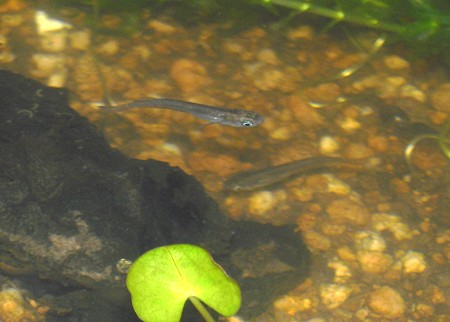 2010-05-04 008c