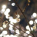 Photos: DSC08214