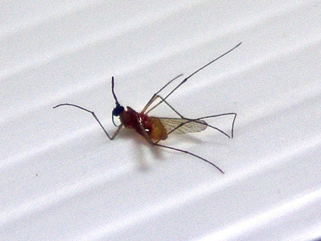 mosquito-IMGP0491