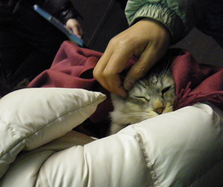 今夜のハルちゃん