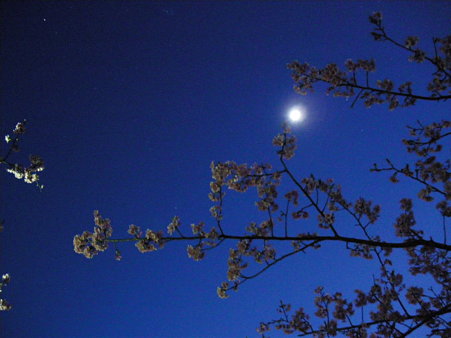 月と桜