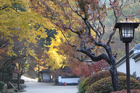 紅葉