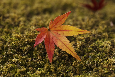 紅葉