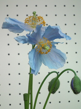 DSCF0462