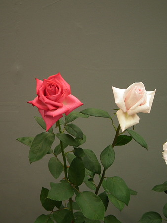 DSCF0792