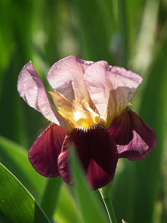 DSCF0527