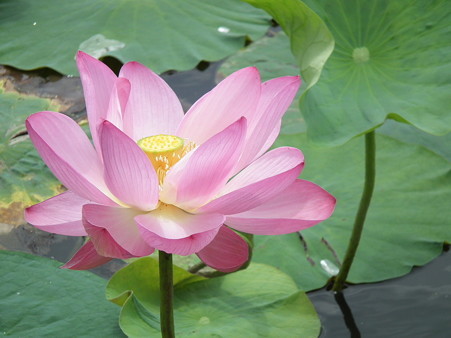 DSCF0259