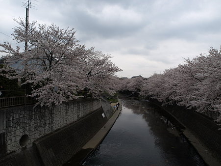 桜(恩田川)(51)