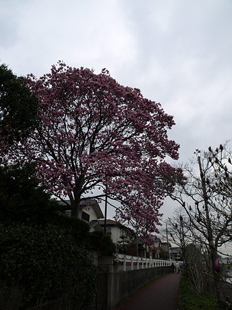 お花(恩田川沿い)