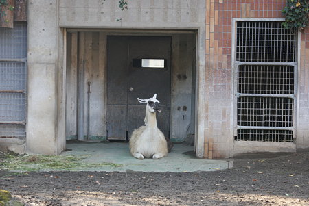 ラマ