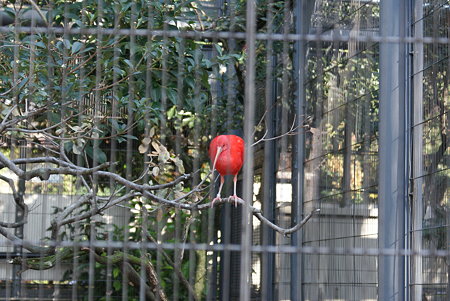 ショウジョウトキ
