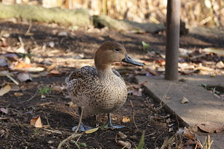 オナガガモ　♀