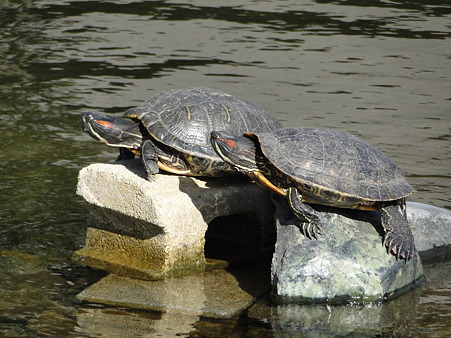 カメラ目線はなかった事に