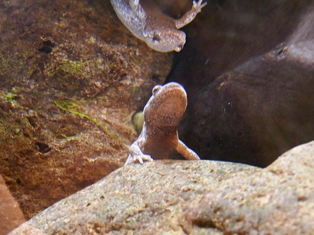 20100220 葛西 サンショウウオ