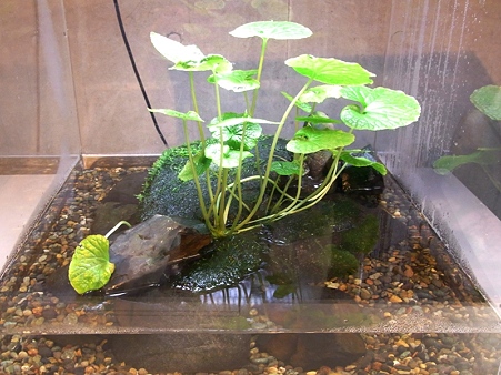 20100220 葛西 サンショウウオとワサビの水槽