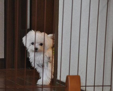 お慕いしています~