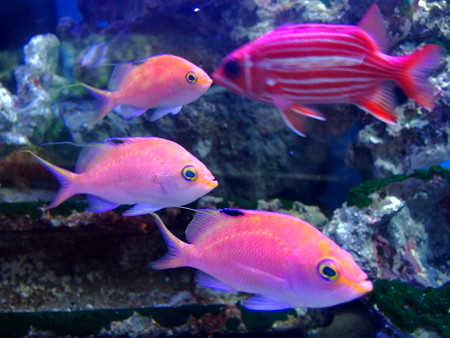 淡島水族館のサクラダイ♀