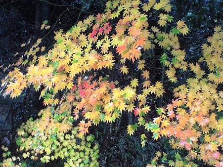 錦 紅葉 1