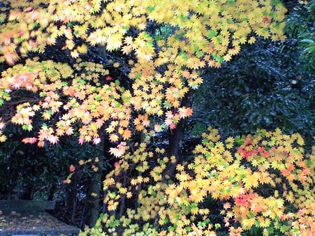 錦 紅葉 3