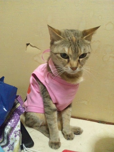 100均で犬の服買っては猫 写真共有サイト フォト蔵