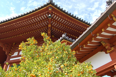 興福寺 南円堂右近の橘