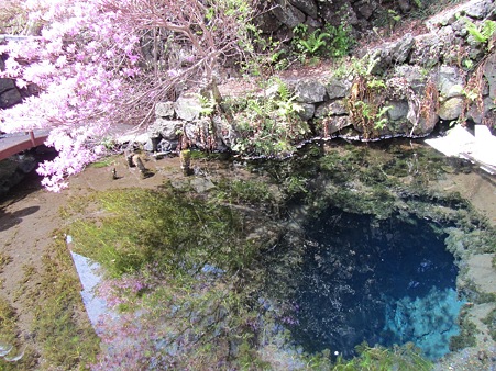 oshino15