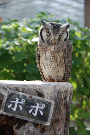 ポポちゃん