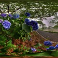 長尾川左岸の紫陽花 360度パノラマ写真 HDR
