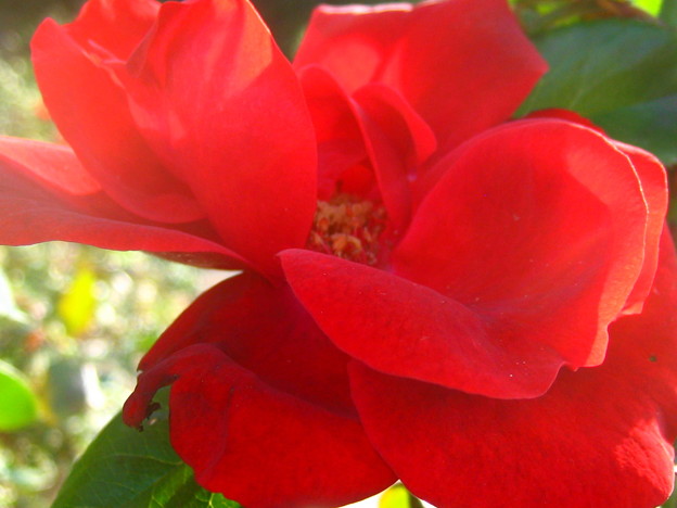 アンダルシアンの花５ 写真共有サイト フォト蔵